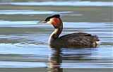 Great Crested Grebe